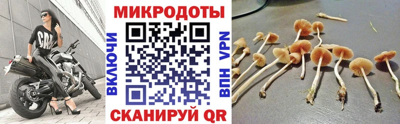 Псилоцибиновые грибы мицелий Сасово